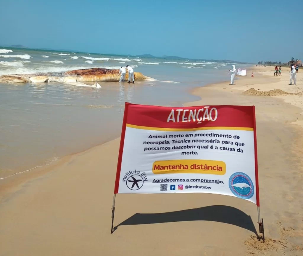 Baleia-jubarte é encontrada morta na praia de Unamar, em Cabo Frio, no RJ
