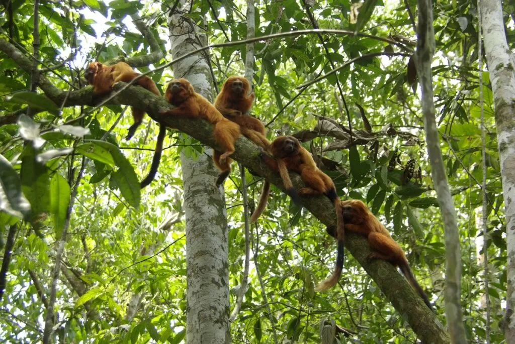 Parque Ecológico Mico-Leão-Dourado é reconhecido como RPPN e se torna área oficialmente protegida em Silva Jardim | Região dos Lagos